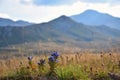 Blue flowers blooming at the Lagonaki plateau Royalty Free Stock Photo